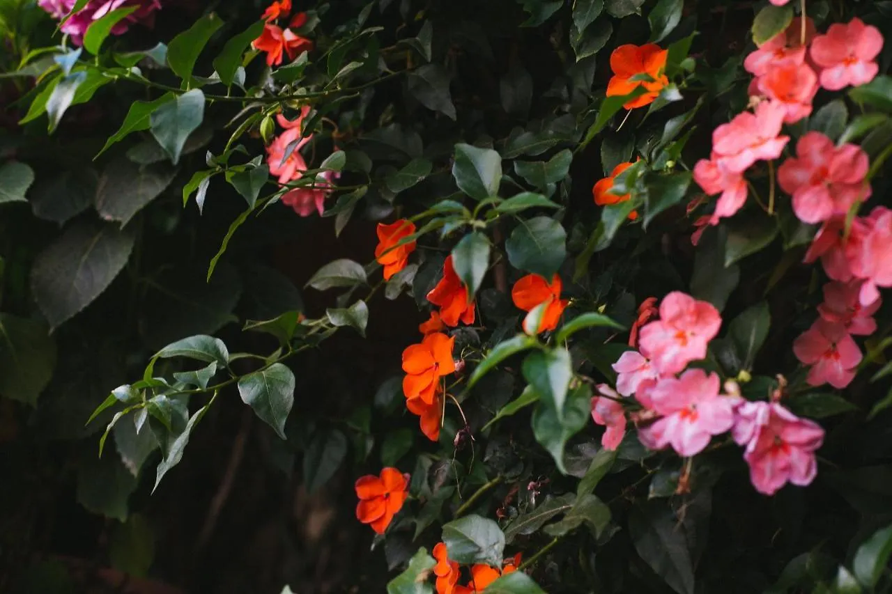 Bed & Breakfast Domus Socolatae Residenza D'Epoca Charming B&B - Adults Only Follonica
